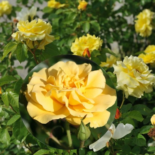 Rosa 'Gelbe Strauchrose' - Roos 'Gelbe Strauchrose' C4/4L